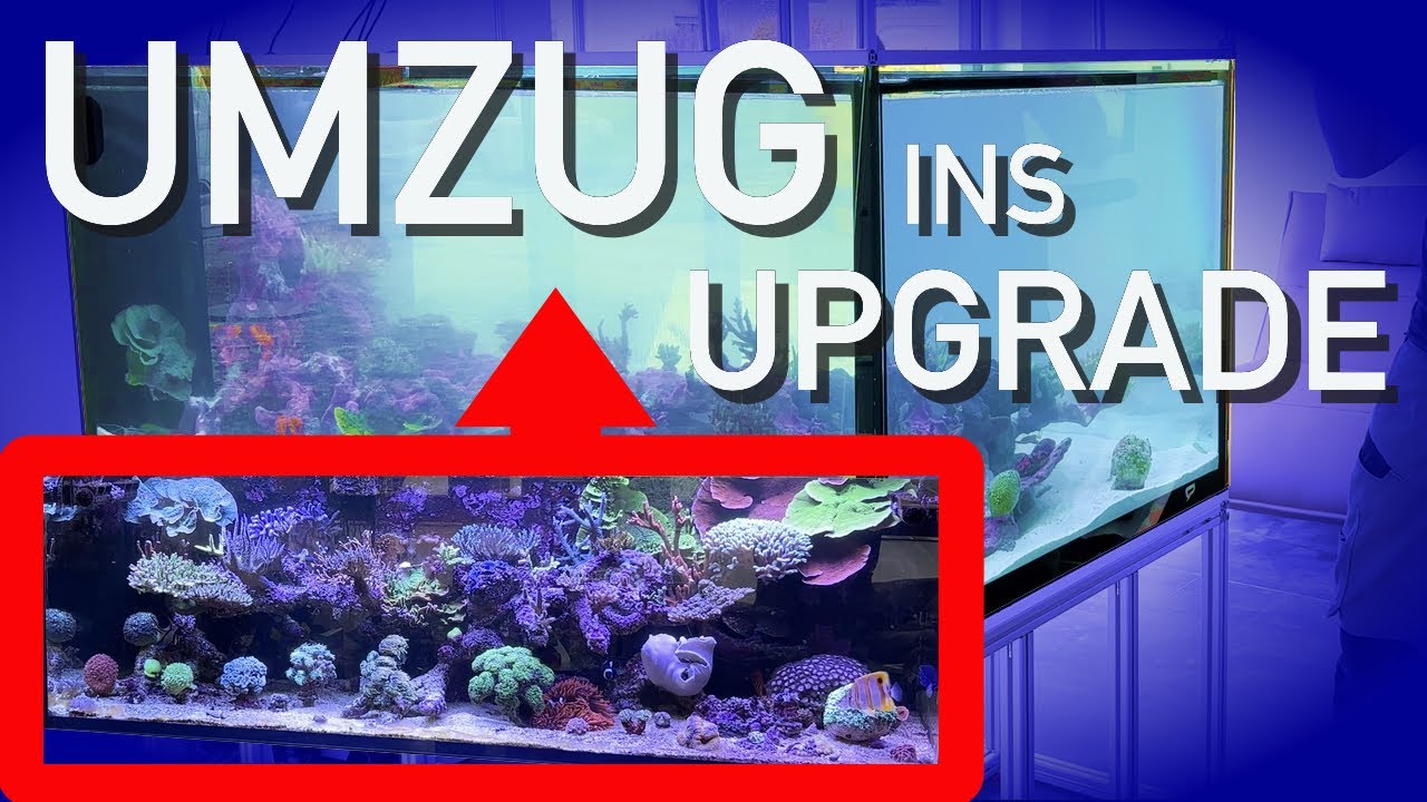 Aquarienumzug XXL! Vom Red Sea Reefer in den NEUEN 1760 Liter Raumteiler!!!