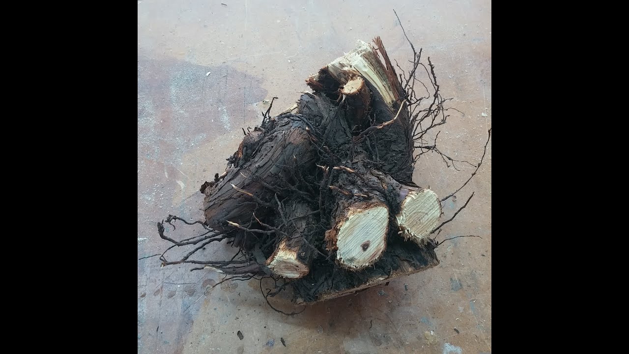 Small root ball and a lathe