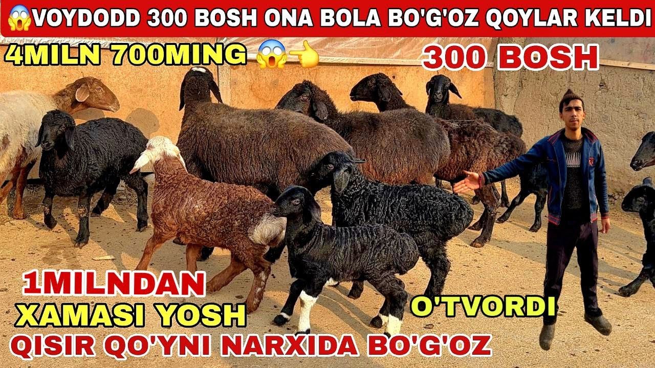 😨300BOSH ONA BOLA 1MILNDAN O’TVORDI KELDI 2026 REKORT QISIR QO’YNI NARXIDA BO’G’OZ QOYLAR SHOSHILING