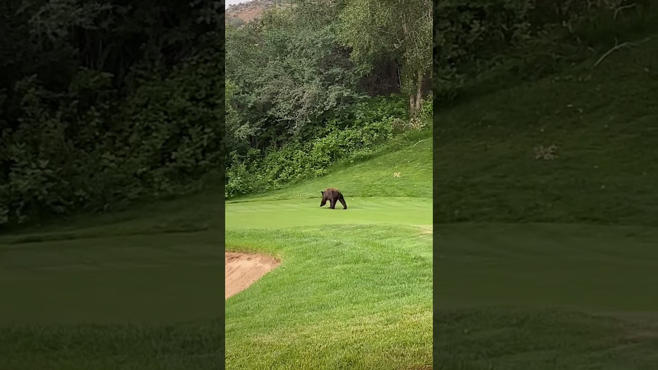Naughty Bear in the Golf course at Eagle -Colorado
