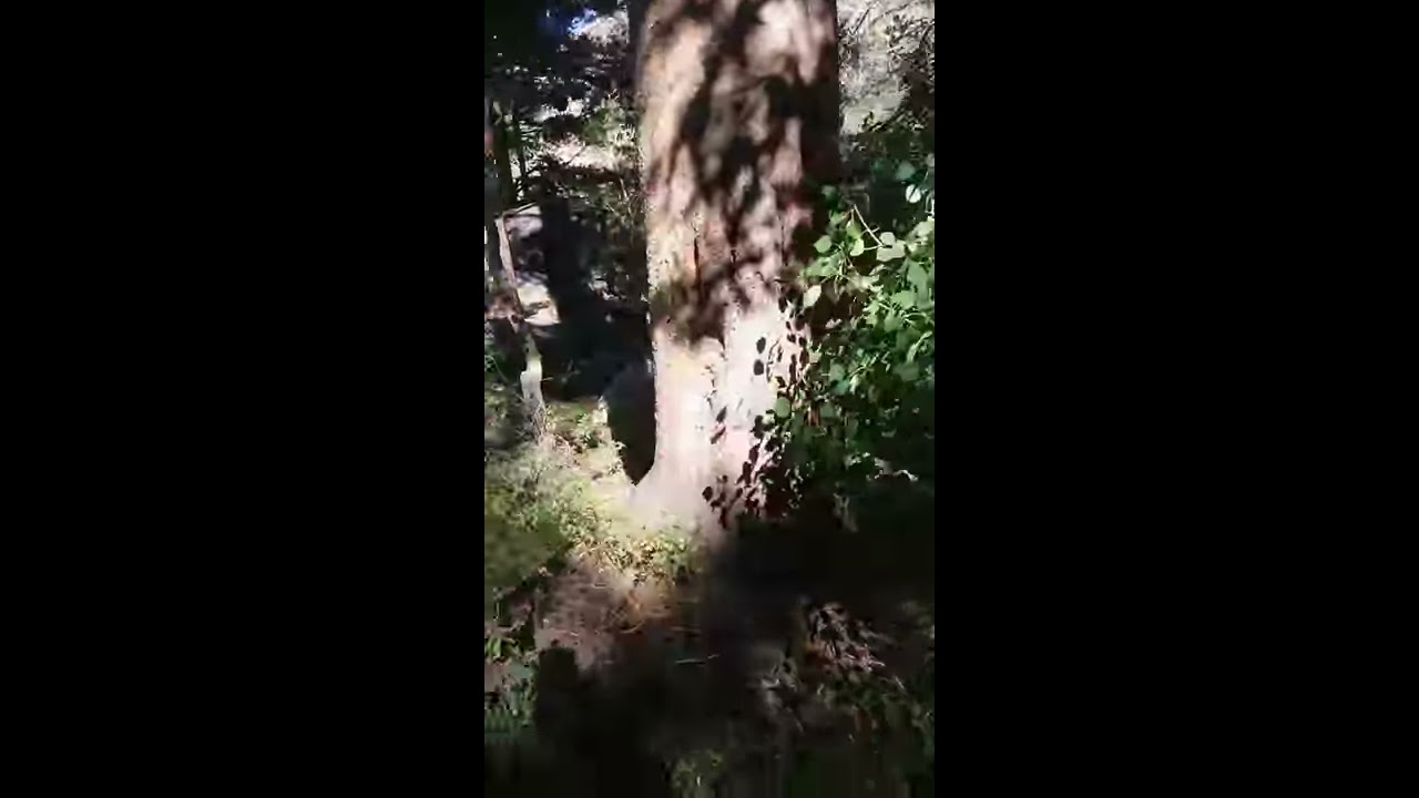 Nothing Beats Bishop Creek in Fall