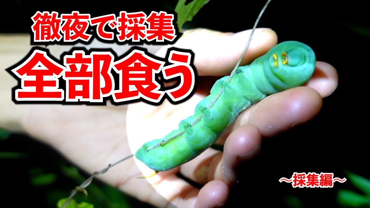 徹夜で採集してとれた虫全部食う～採集編～
