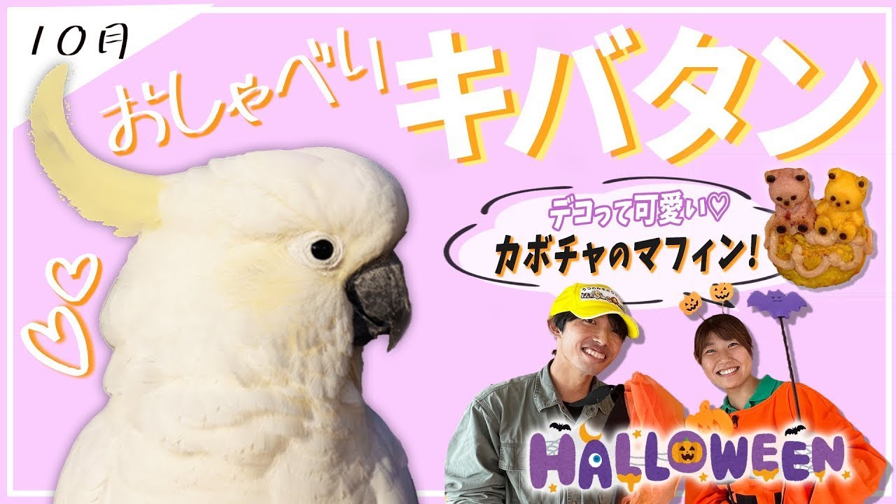 【キバタン】のおしゃべりが凄すぎる！ワンちゃんレシピはハロウィンメニュー