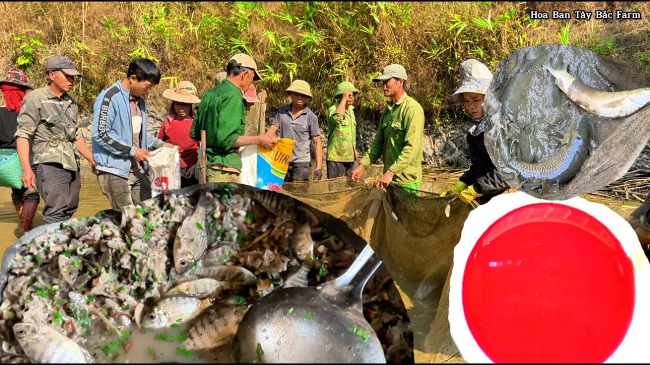 NUÔI CÁ, Ăn cá nhảy, gỏi cá, tiết canh cá | Hoa Ban Tây Bắc Farm