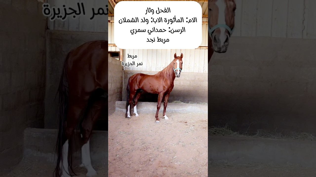 الفحل وثار حمداني سمري مربط نجد #مربط_نمر_الجزيرة #اكسبلور