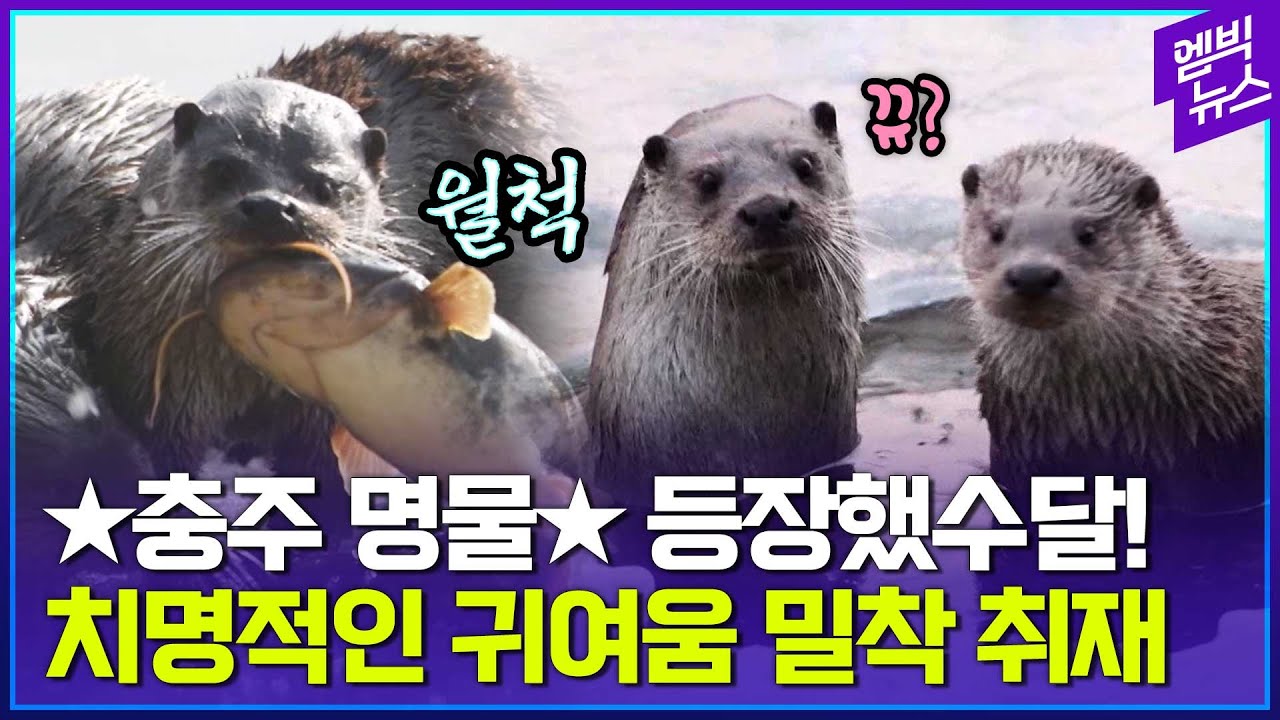 충주맨보다 귀여운(?) 충주 수달!