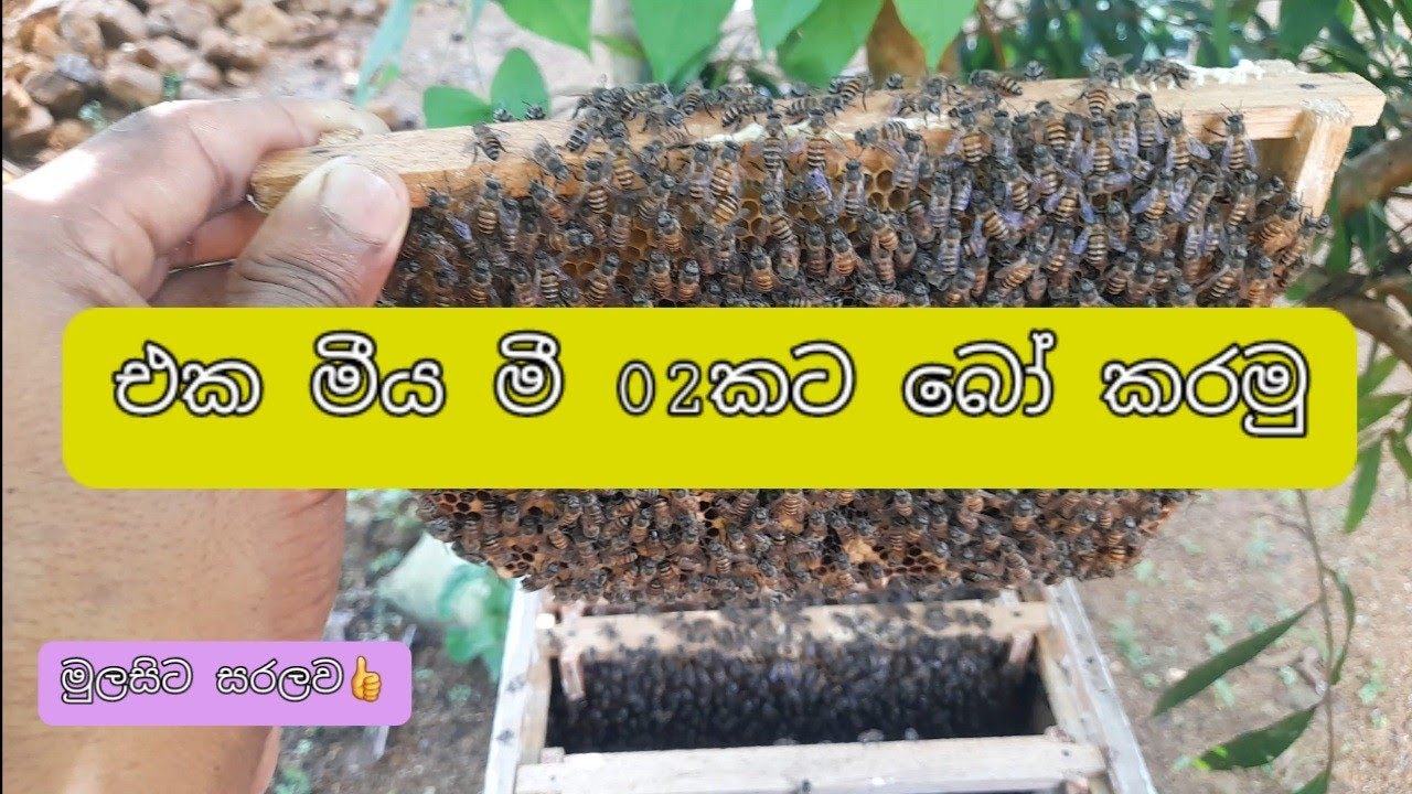 ජනපද බෝ කිරීම (කට්ටි බෙදීම 02)/Breeding bee colonies