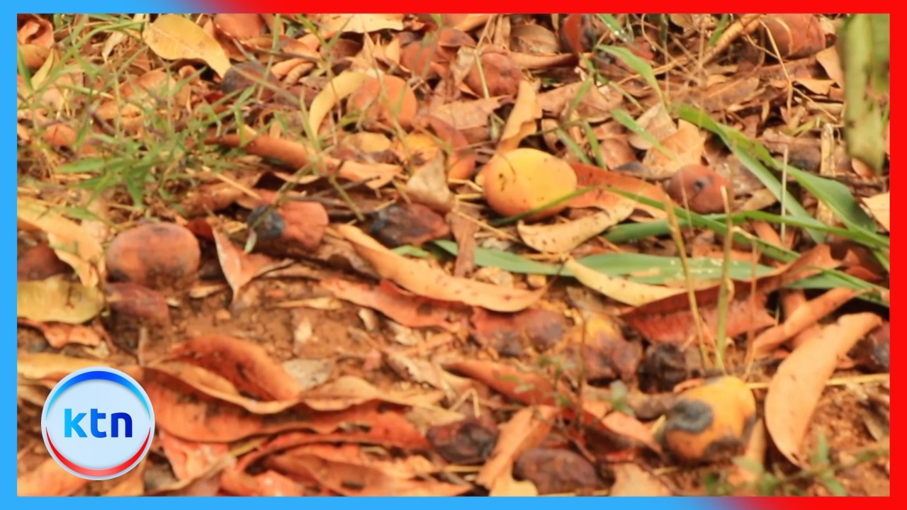 Mwingi mango farmers count heavy losses as produce rots over lack of buyers