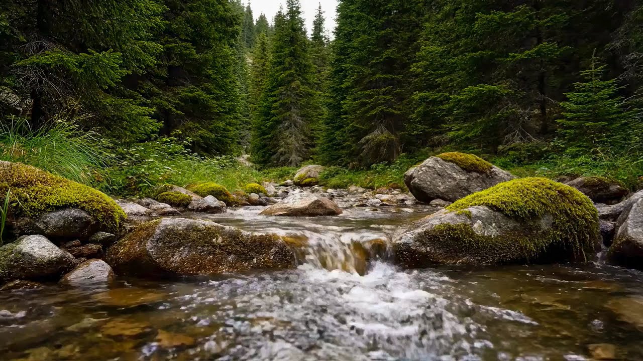River Flowing Birds Chirping, Deep Forest Nature Sounds for Focus and Meditation | 3 Hours