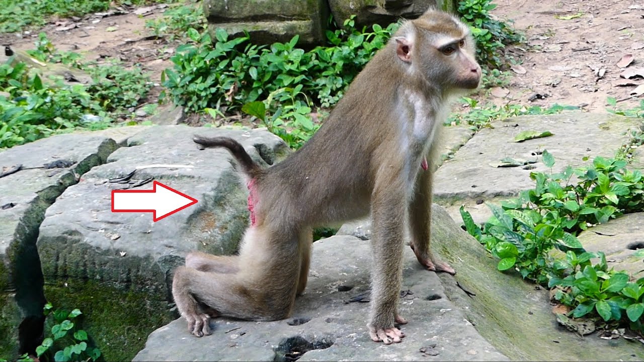 Congratulation to Libby is giving birth to a newborn monkey, Libby feel like she getting birth soon