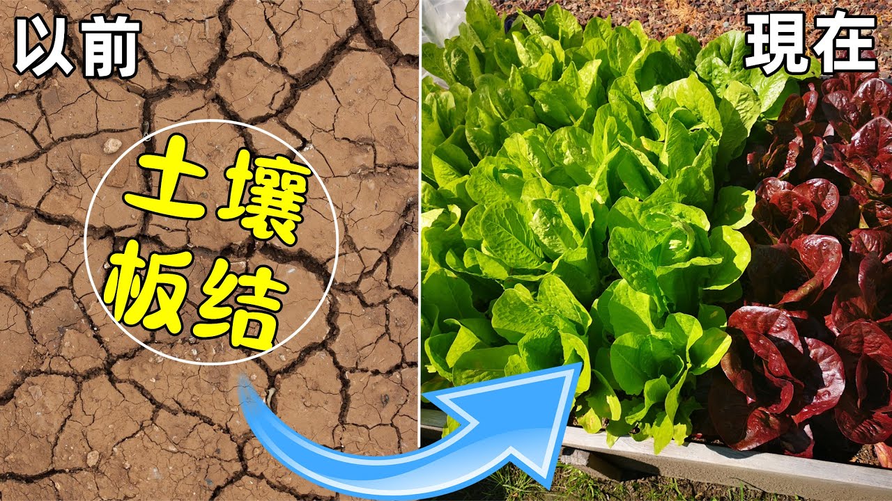 Secrets of Softening Hard Soil 不花一分錢, 徹底解決土壤板結, 種什麼都成功的秘訣