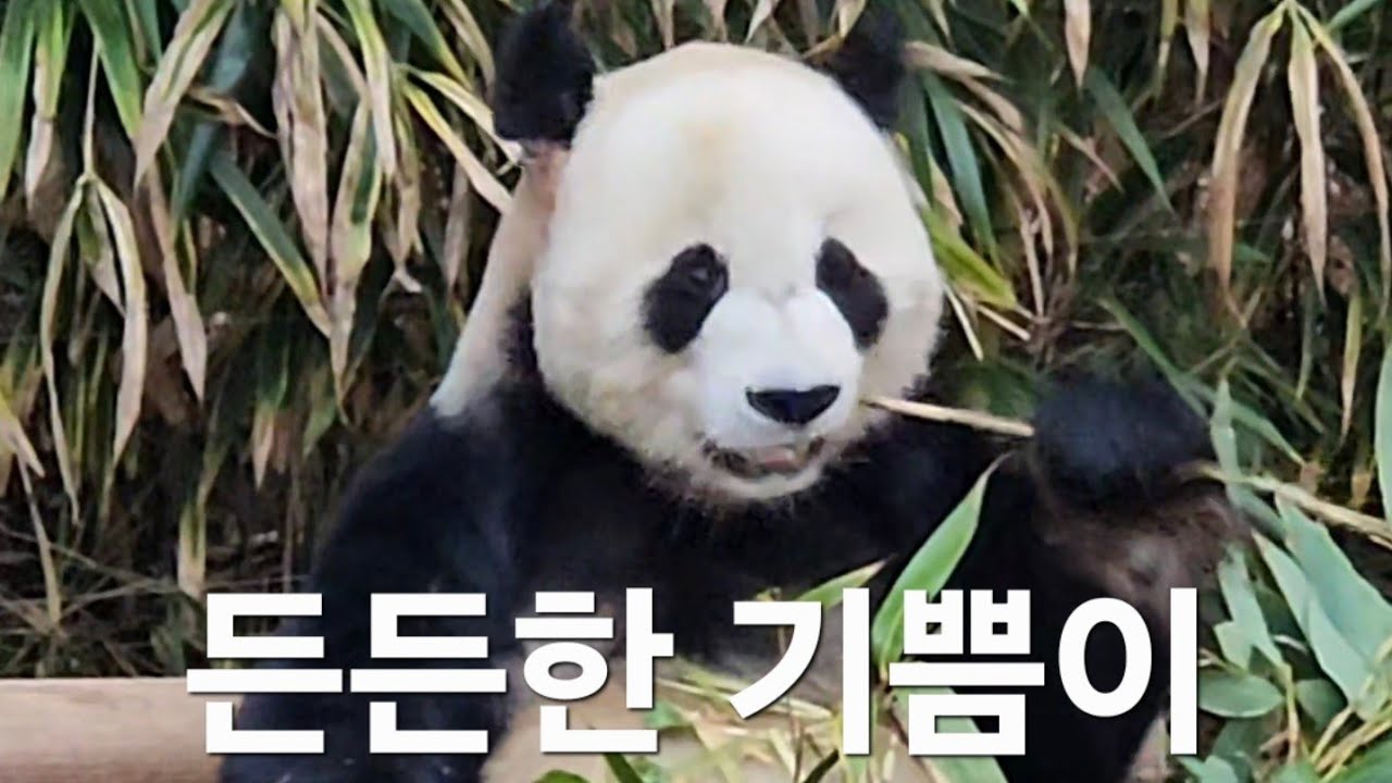 판다월의 든든한 귀염댕이 러부지 #러낑이 #lebao #판다월드 #panda