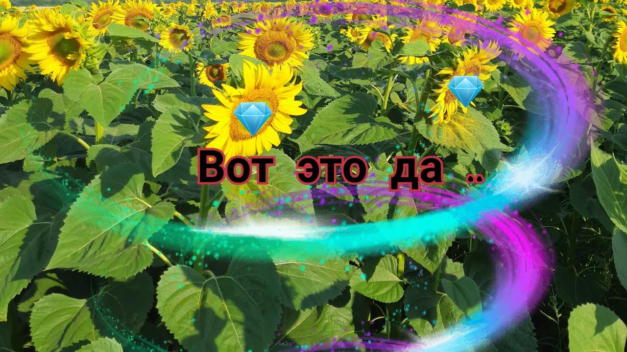 САМЫЙ ХОРОШИЙ  ГИБРИД ПодсолнечниКА МАС92 СР..