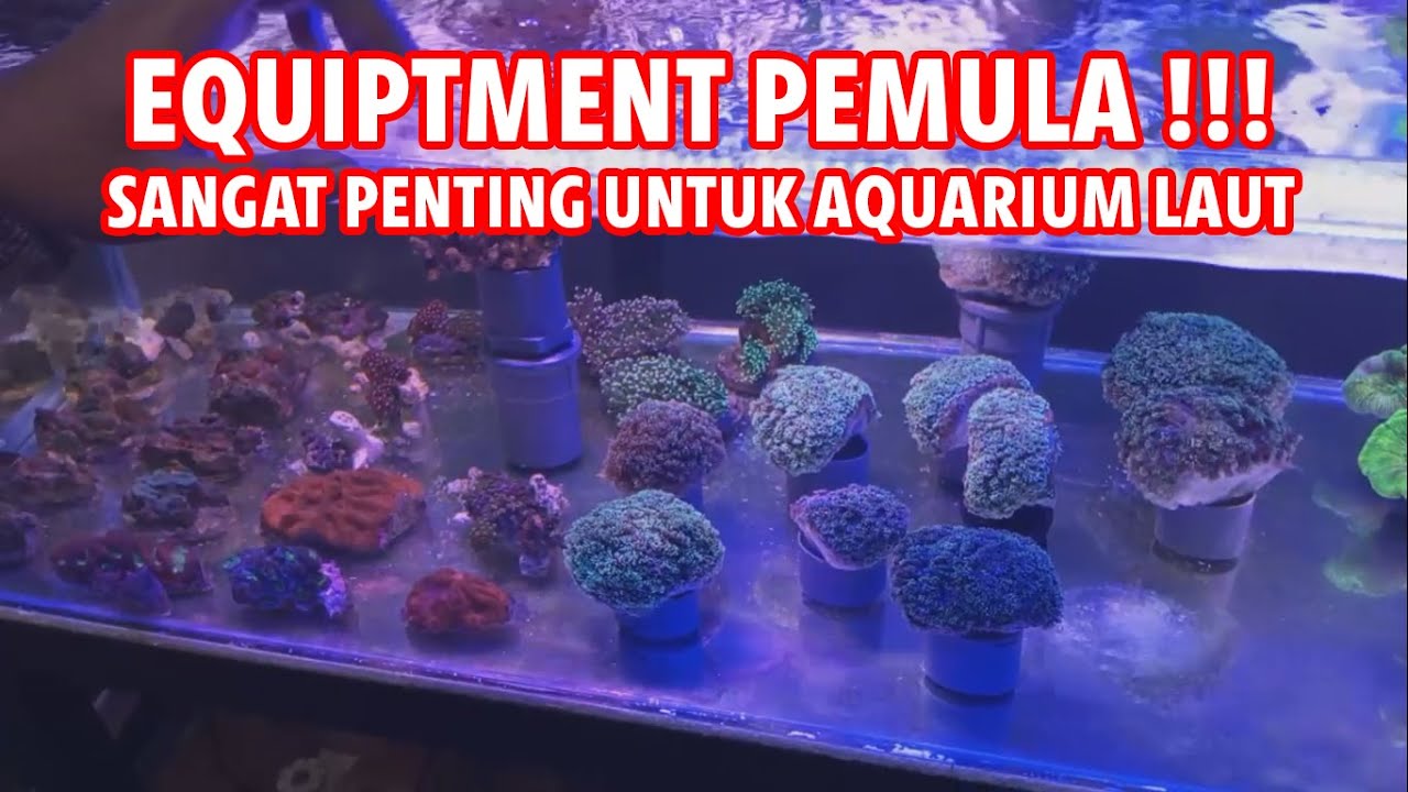 PERALATAN WAJIB !!! UNTUK MEMULAI AQUARIUM LAUT