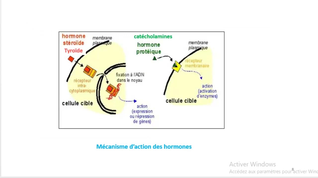 Cours d'Endocrinologie (vid&eacute;o 1) | G&eacute;n&eacute;ralit&eacute;s