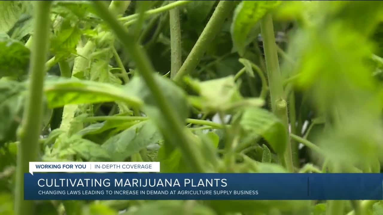 What you can and cannot do when marijuana becomes legal in Virginia
