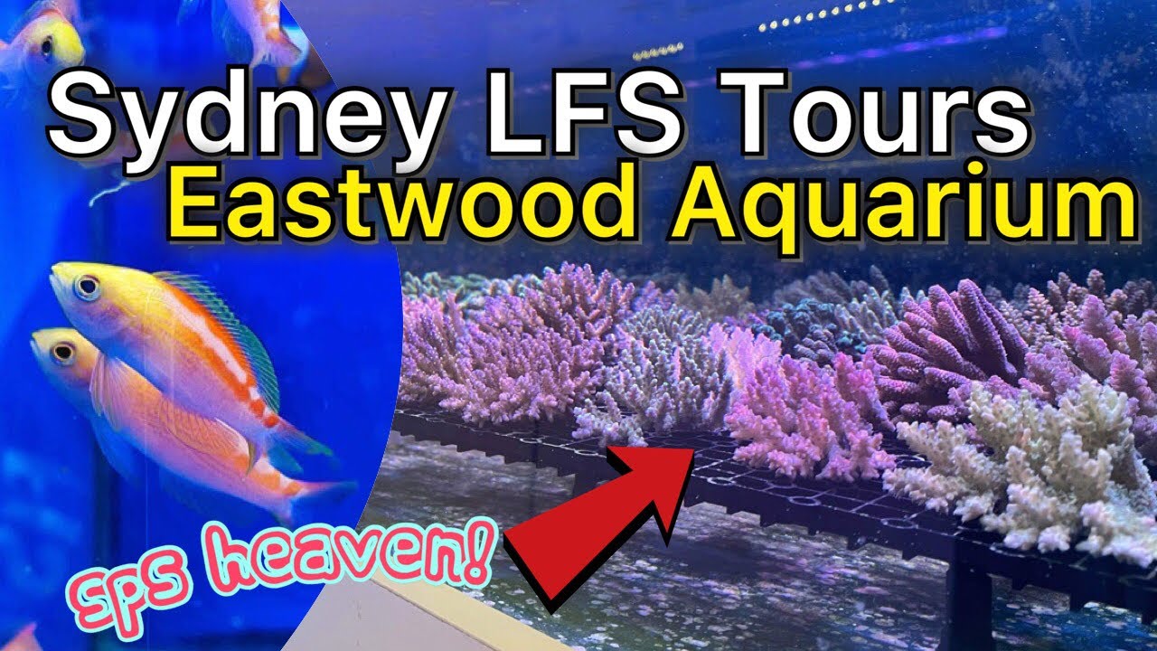 Sydney LFS Tours Stop 5 - SPS Heaven at Eastwood Aquarium!!