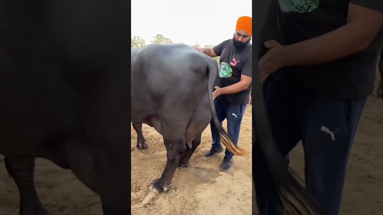 51 Lakhs Murrah Buffalo Saraswati #shortvideo #shortreel