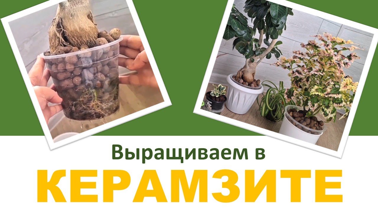 КЕРАМЗИТ: выращивание растений в керамзите, плюсы и минусы