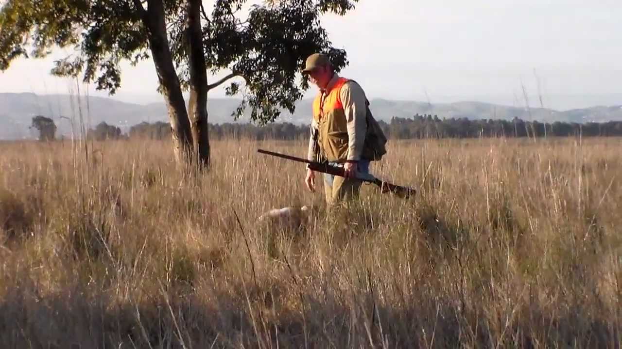 * In The Field* Pheasant Hunting with my 7 month old Brittany!!