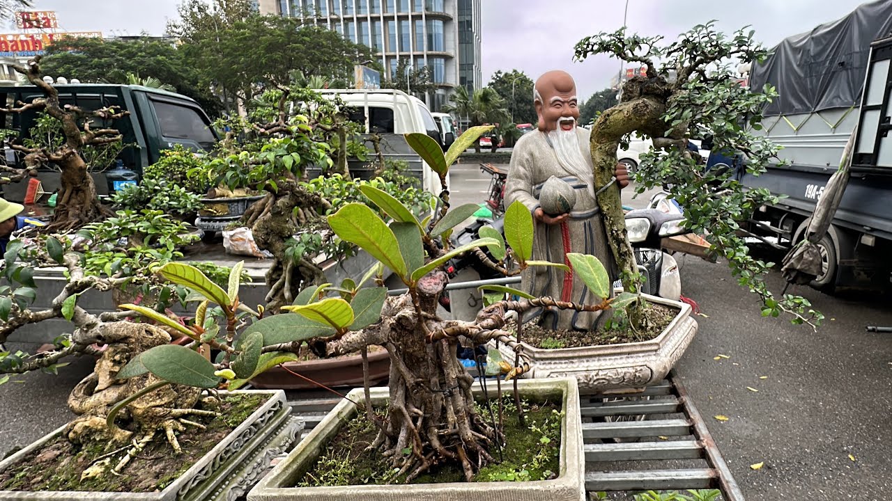 500K VI&Ecirc;N Đ&Aacute; ĐẸP NHẤT CHỢ, B&Aacute;O GI&Aacute; NHIỀU BONSAI RẺ GIAO LƯU