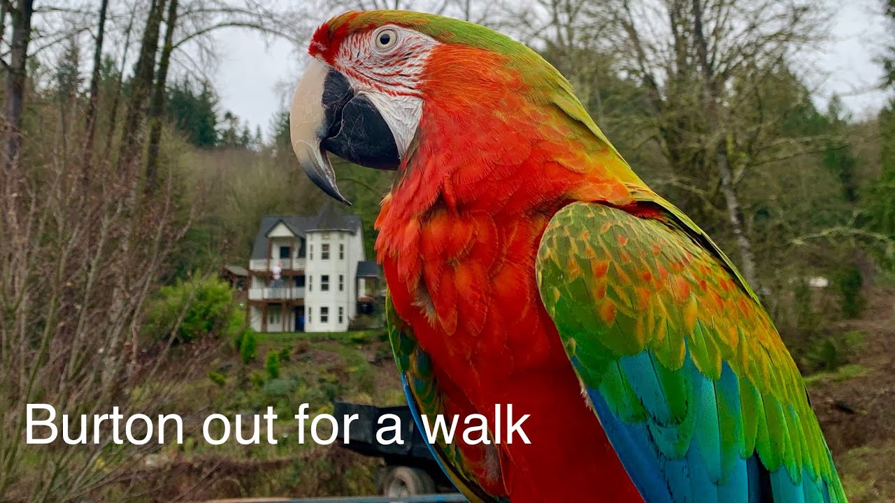 Sunday Funday with Burton the Jubilee Hybrid Macaw Parrot   Kigi Birds 014  HD 1080p