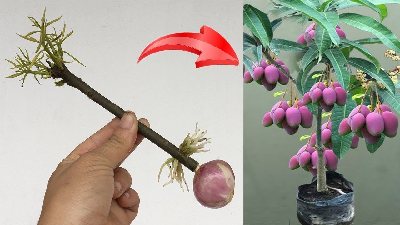 How to propagate mango trees with rice water for beginner