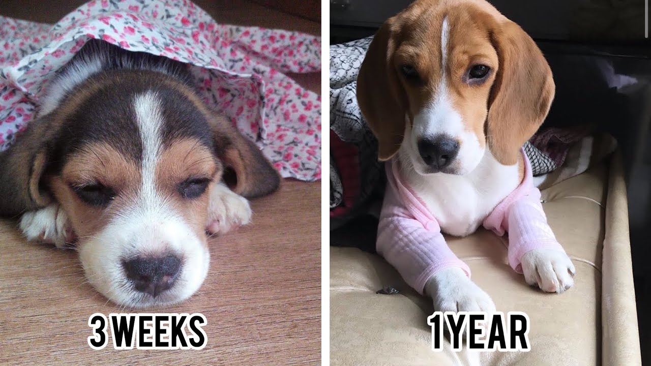 Watch my puppy grow- Beagle puppy to dog