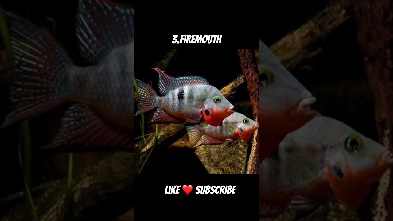 Best tank mates for oscar fish #oscarfish #parrotfish #severum #cichlids #aquarium #viralshorts