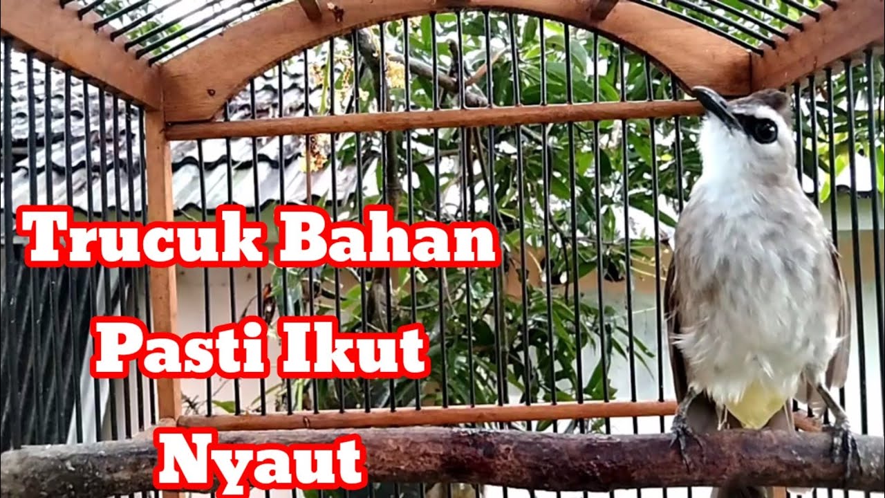 Trucuk Bahan Pun Pasti Langsung Ikut Respon Dengar Kicauan Trucuk Ini