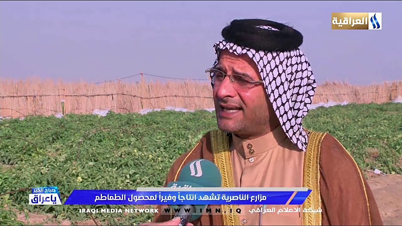 مزارع الناصرية تشهد انتاجا وفيرا لمحصول الطماطم حسين الجوراني
