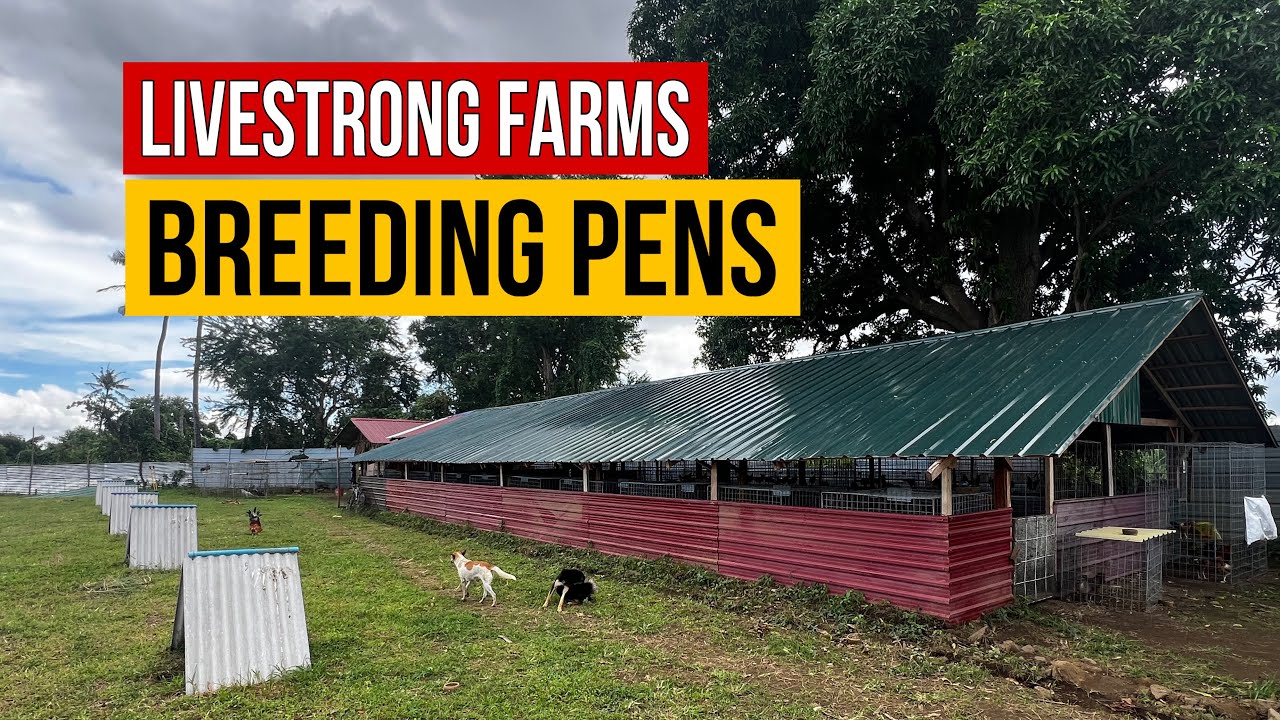 Livestrong Farms Breeding Pens 