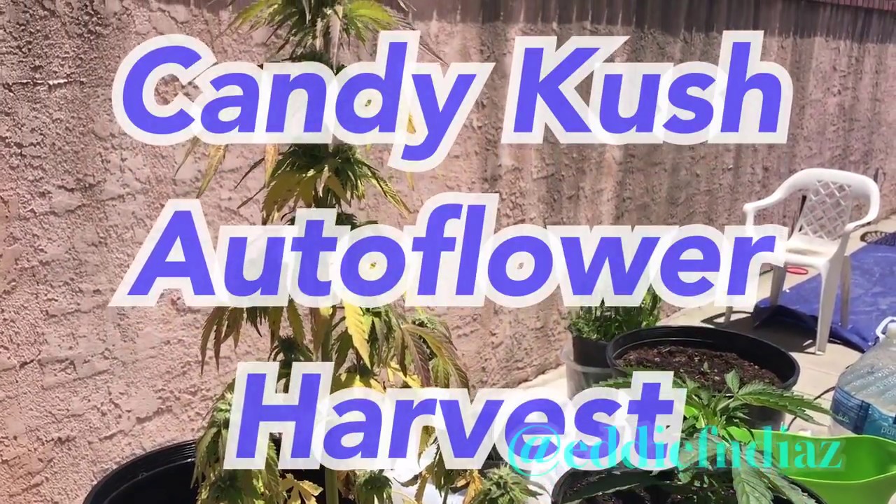 Candy Kush Autoflower Harvest!