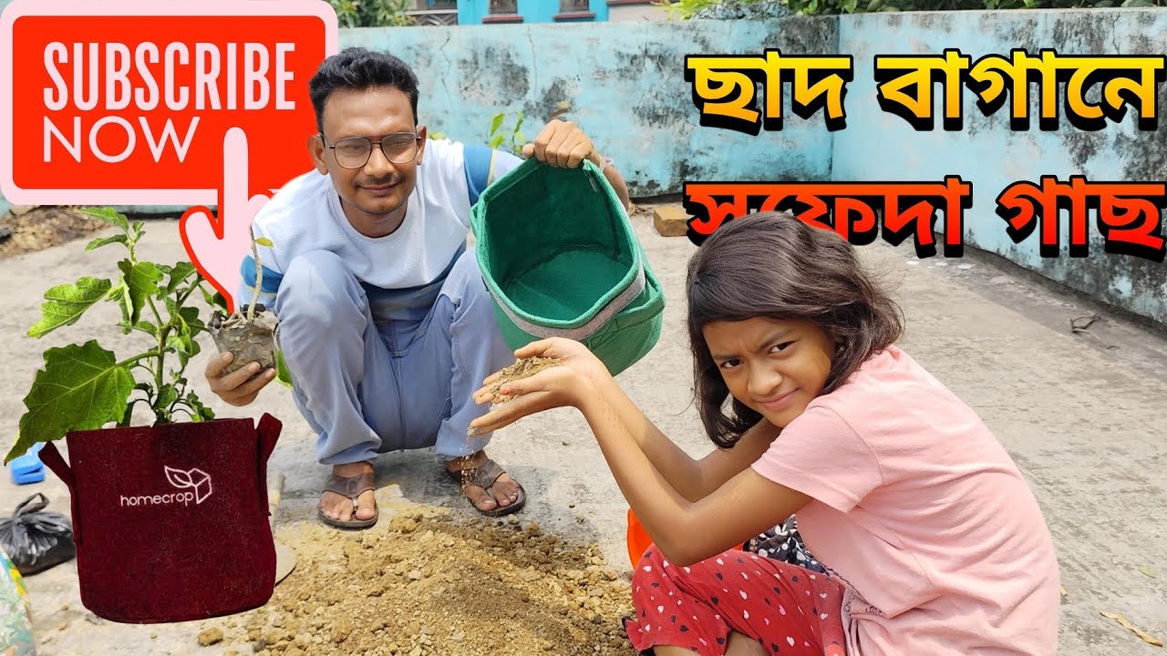 টবে সবেদা/সফেদা গাছ কিভাবে করবেন । Sapodilla fruit | Sapota fruit plant in container