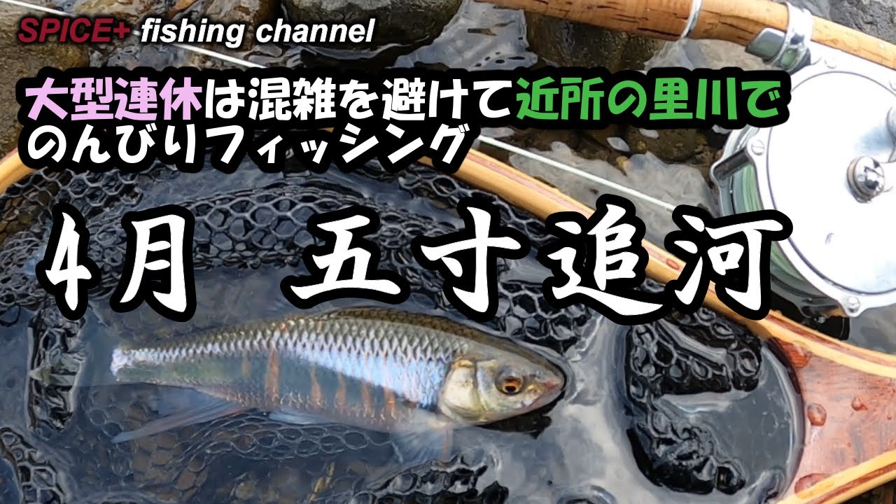 【オイカワ　フライフィッシング】4月　シーズン開始直後に五寸超えキタ！連休は混雑を避けて近場の里川でオイカワ釣りお勧めです！
