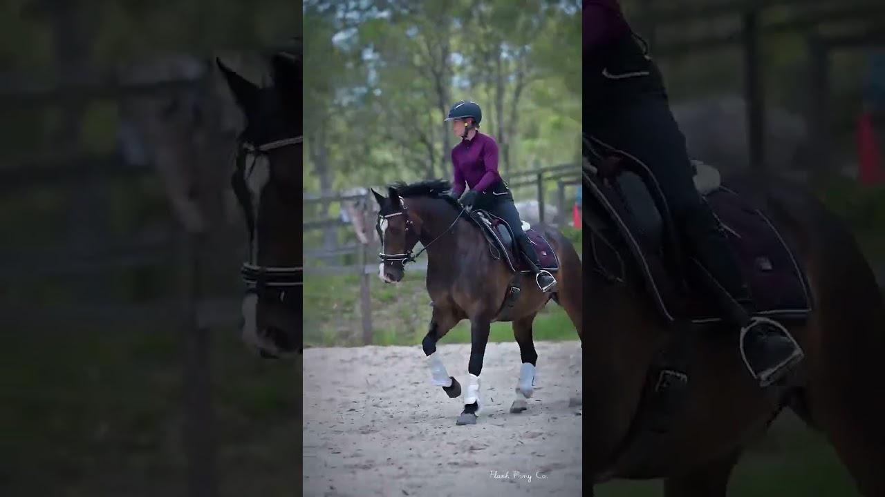 Barbie - Warmblood Filly/Mare - For Sale