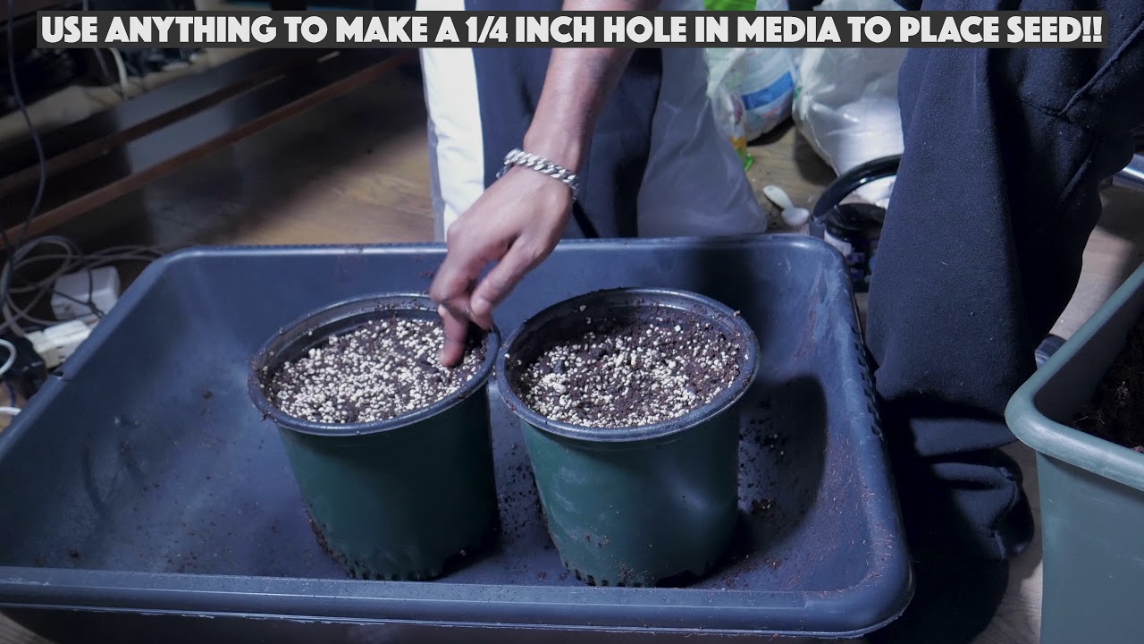 Sewing Seeds / Making Super Soil for Seedlings - Mars Hydro Sp3000 2x4 Grow (Season7 - Episode 4)