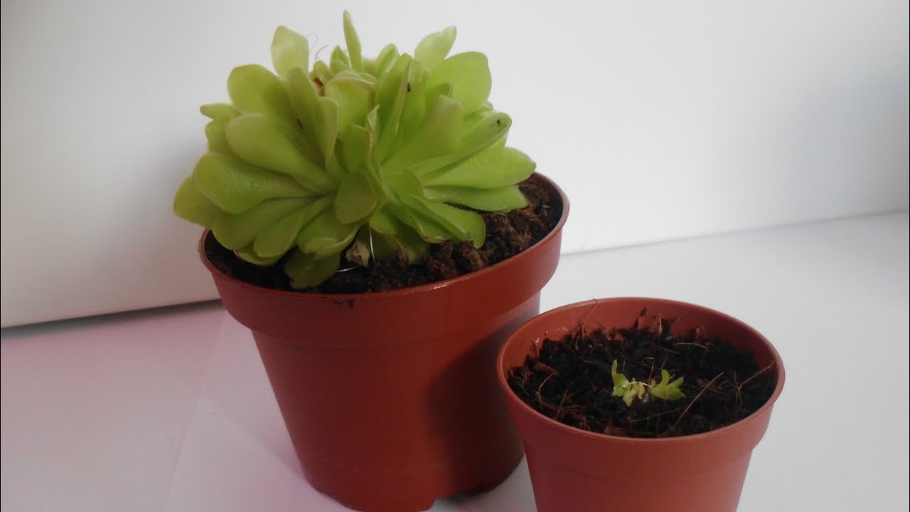 Fettkraut vermehren - ganz einfach | IncrediPlants