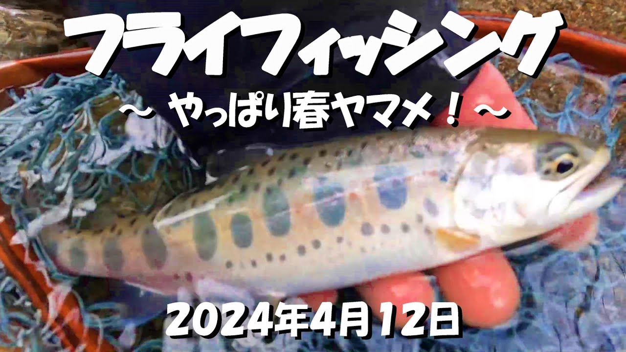 フライフィッシング ～やっぱり春ヤマメ！春はドライでヤマメが楽しすぎます～ 2024年4月12日