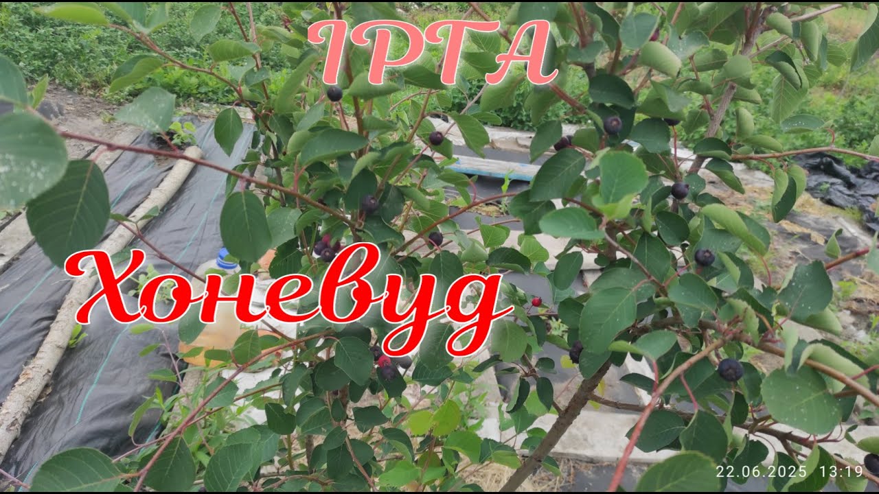 Ірга "Хоневуд".Дуже смачний сорт.