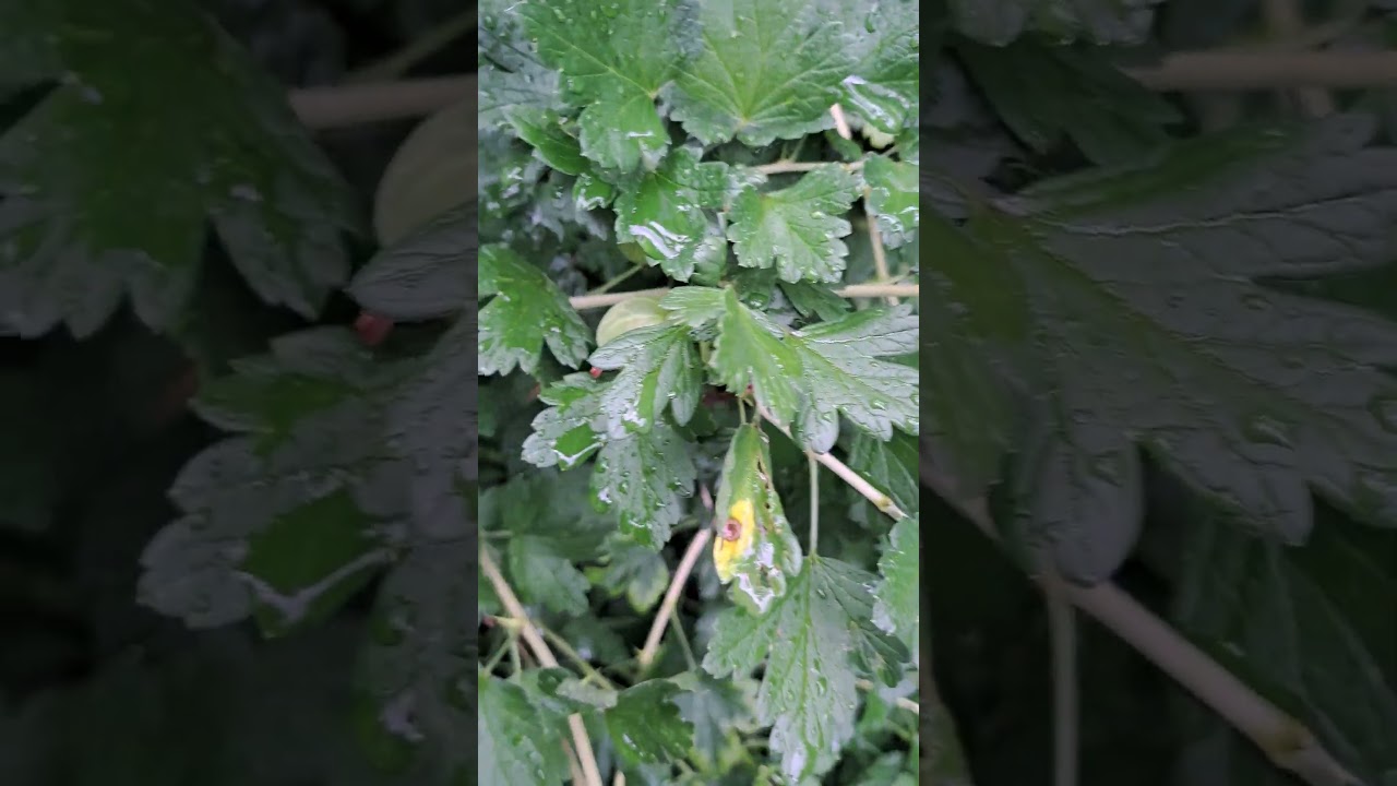 Beerenobst im Garten #garden #garden #selbstversorger #selbstversorgergarten