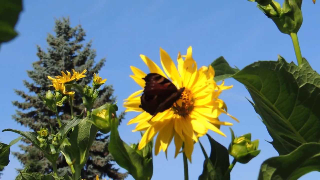 Das Insektenparadies Silphie