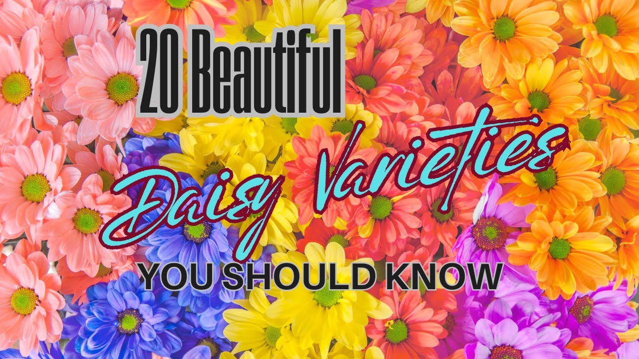 20 Beautiful Daisy Varieties You Should Know