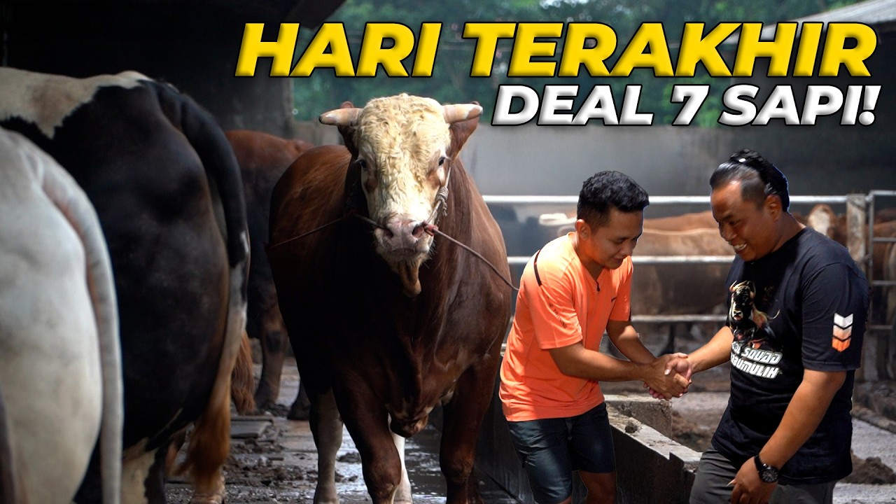 HARI TERAKHIR DI LAMPUNG MASIH SEMPET DEAL 7 SAPI JUMBO!