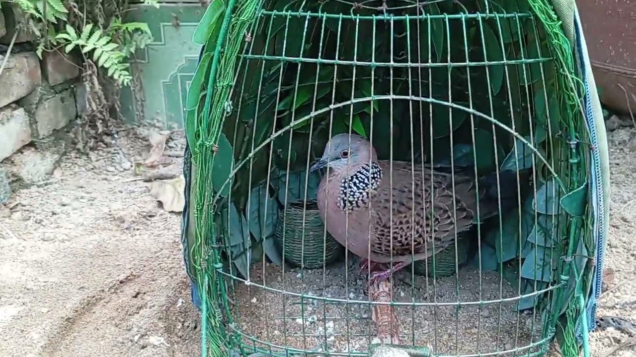 Thuc gù giong gù hàng độc 