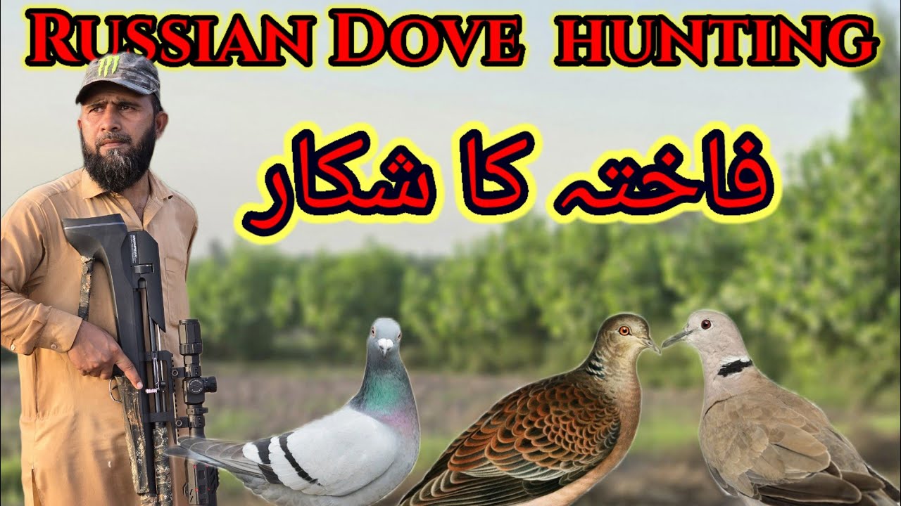 #Russian #Dove hunting video snowpeak with #P35  airgun PCP |2024| long range shooting