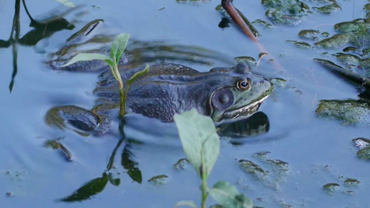 Bullfrogs Croaking in Northern California shot with non hacked GH2, Nature, Hiking, magic