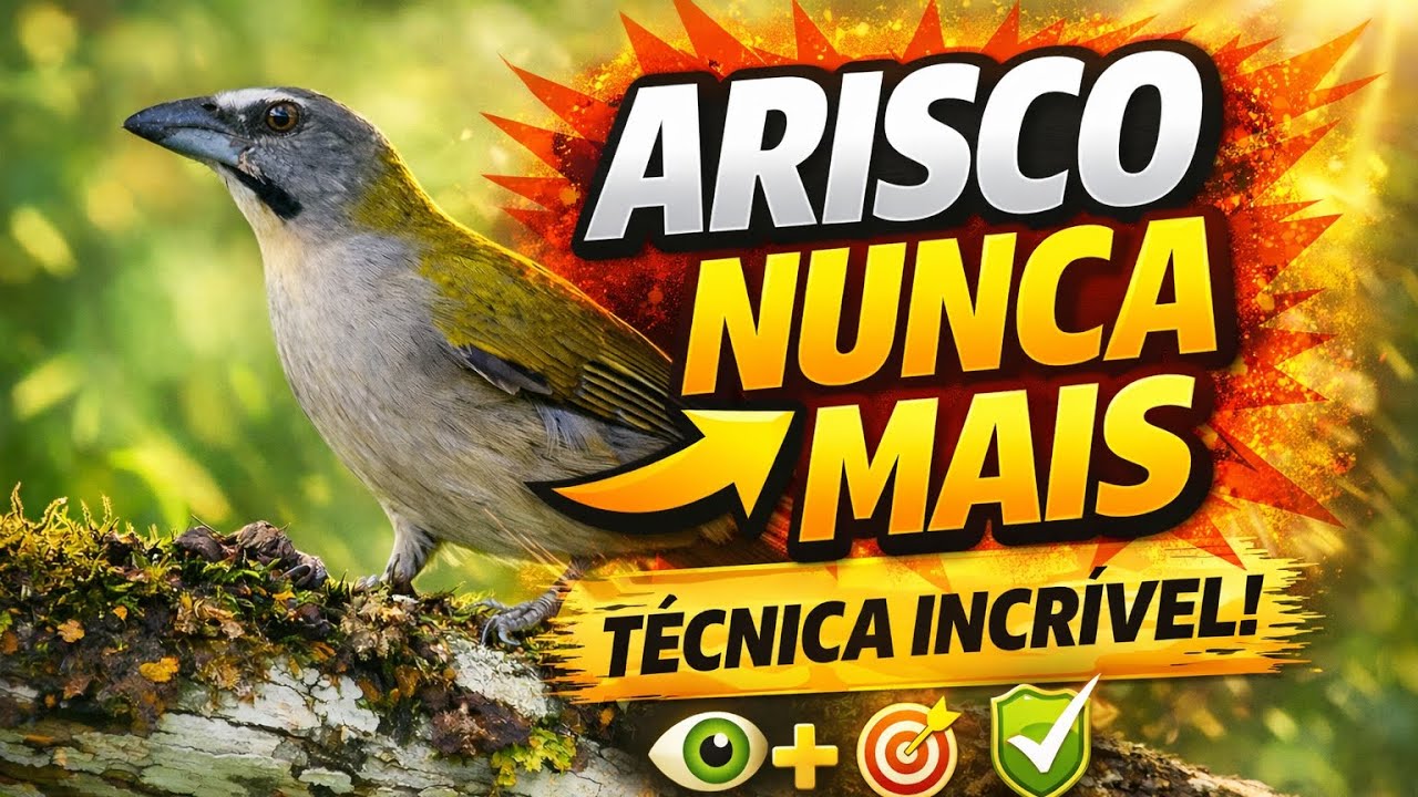 Método Simples Para Amansar Trinca-Ferro Arisco