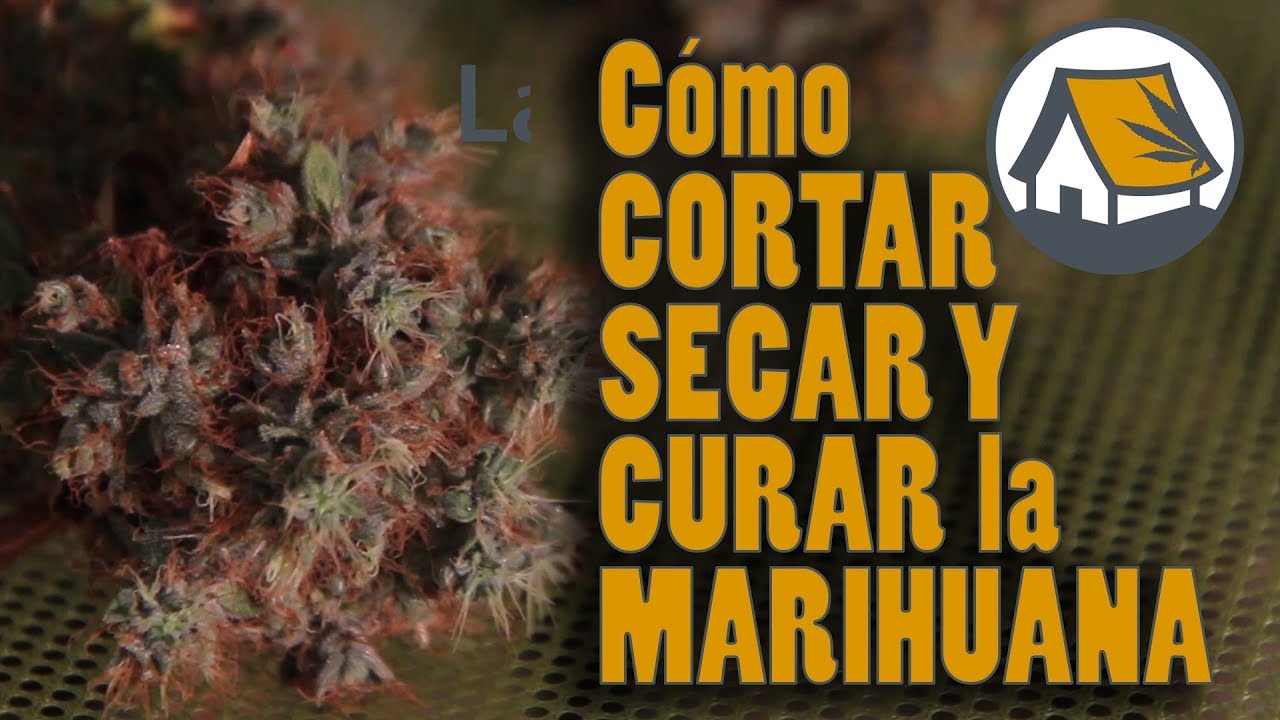 C&oacute;mo y cu&aacute;ndo CORTAR, SECAR y CURAR la MARIHUANA. Mejor SABOR, AROMA y EFECTO. Barraca 27