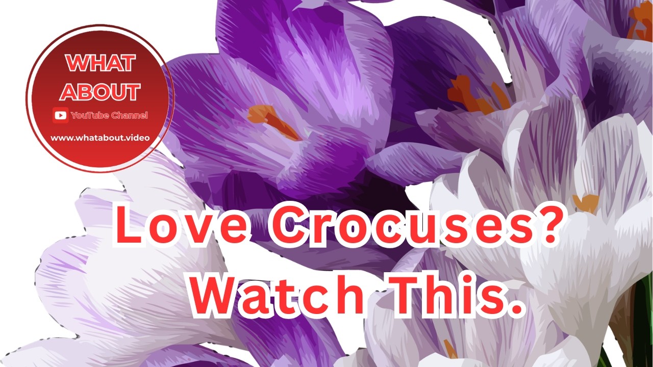 Love Crocuses? Watch this | Stunning Spring Flowers in Scotland